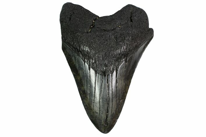 Fossil Megalodon Tooth - Georgia #151556